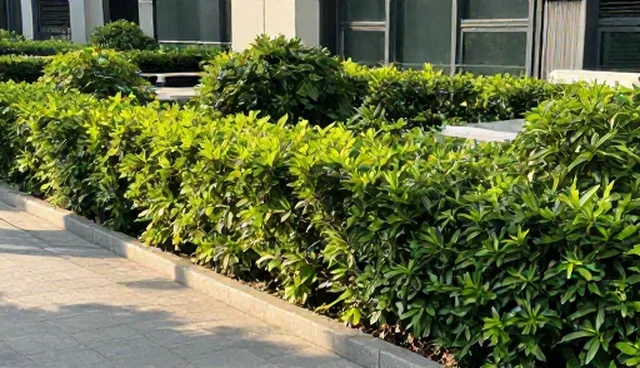绿化工程维护中性能与适用条件的探索